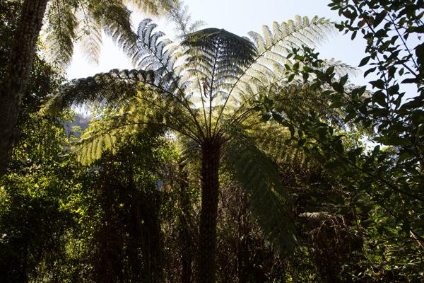 Blue Mountains City Council, Australia