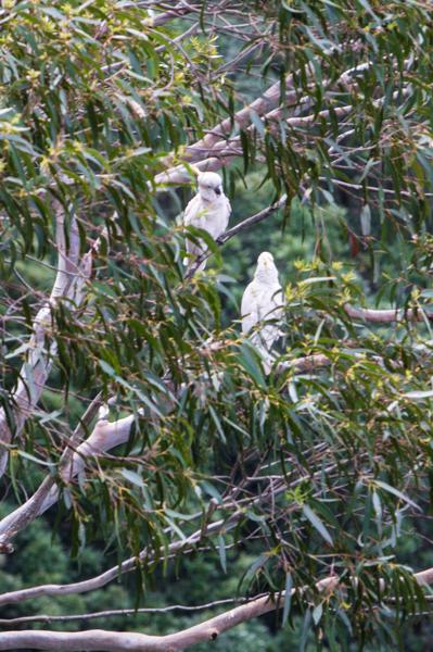Blue Mountains City Council, Australia
