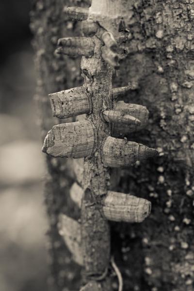 Scenic Rim Regional, Australia