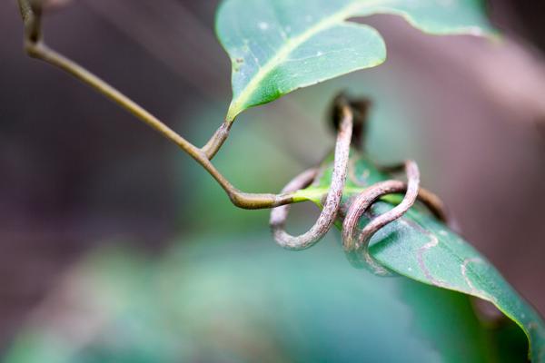 Scenic Rim Regional, Australia