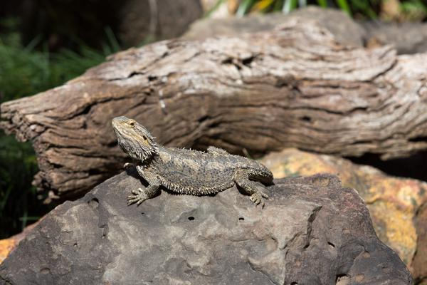 Sunshine Coast Regional, Australia