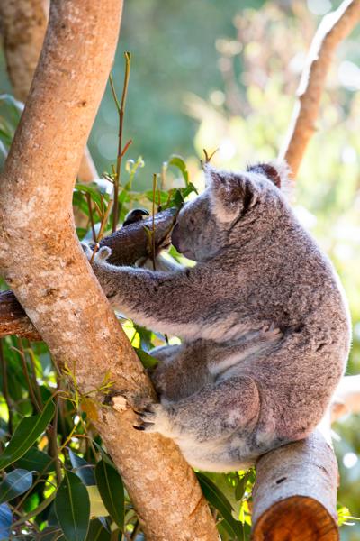 Sunshine Coast Regional, Australia